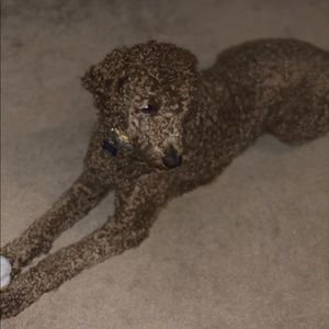 Meet your Posher, Maria